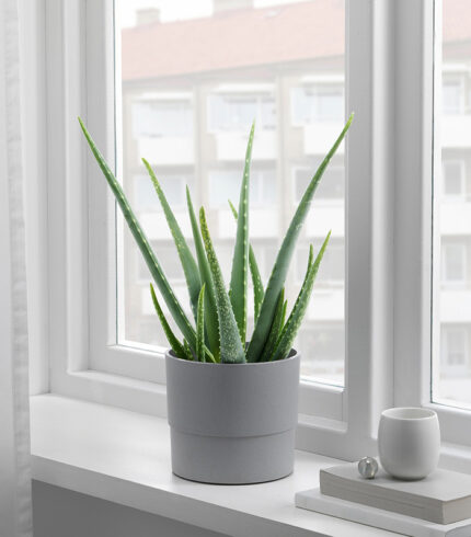 Drakfrukt - Image 5